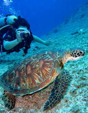 diving